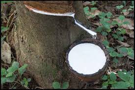  natural rubber